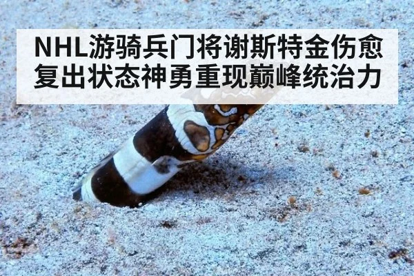 NHL游骑兵门将谢斯特金伤愈复出状态神勇重现巅峰统治力
